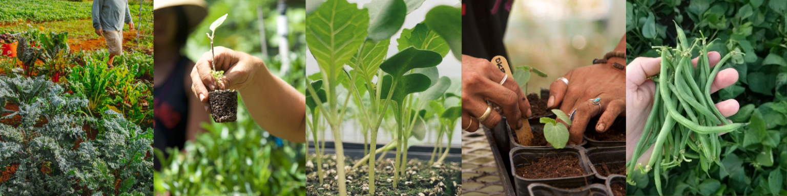 our-story-gofarm-hawaii